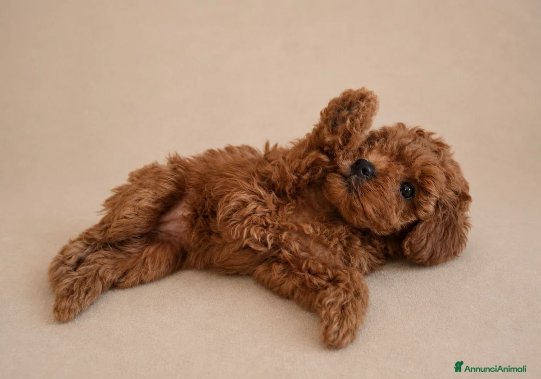 Barboncino cani in vendita: Barboncino femmina  - Annuncio 2