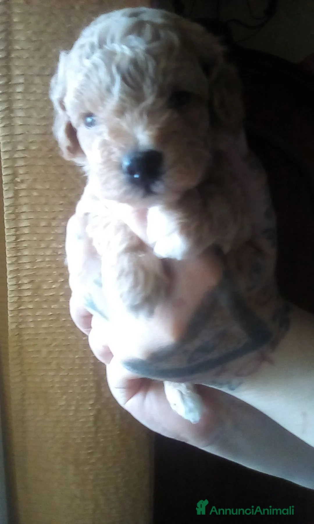 Barboncino Toy cani in vendita: Vendesi cuccioli di Barboncino Toy - Annuncio 2