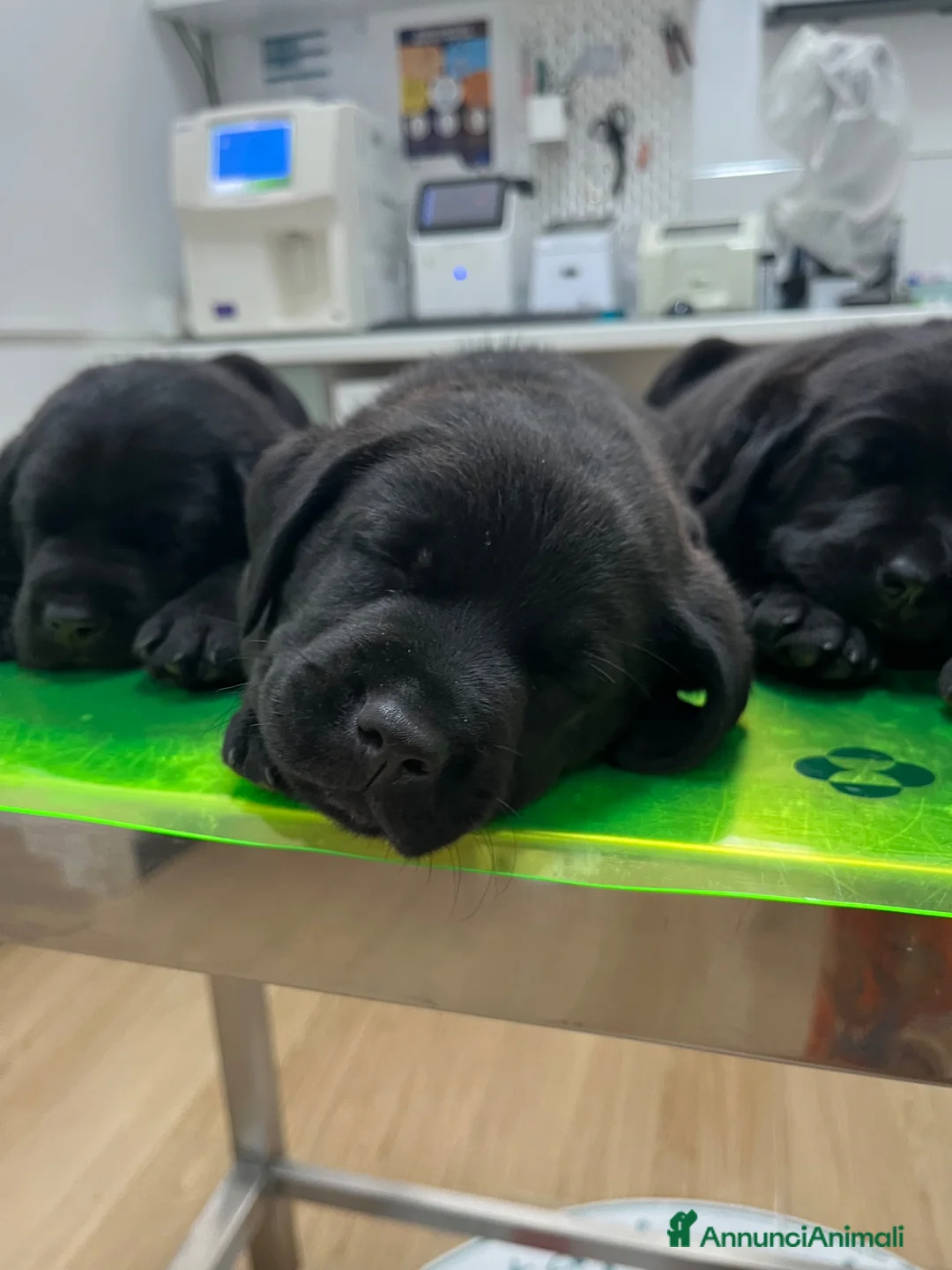 Labrador cani in vendita: Cucciola di Labrador  a Libero consorzio comunale di Agrigento - Annuncio 14