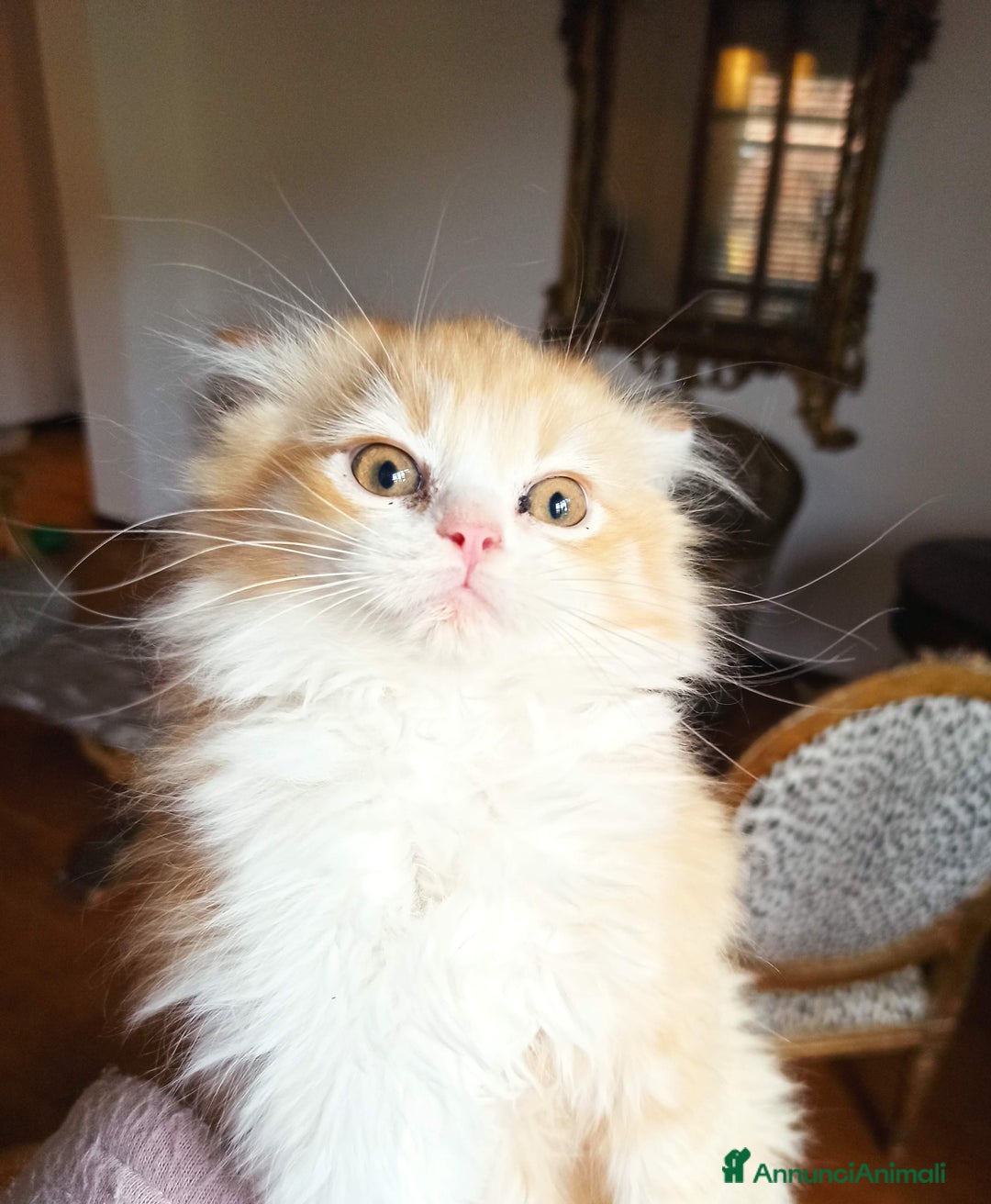 Persiano gatti in vendita: Gattini persiani normotipo  - Annuncio 3