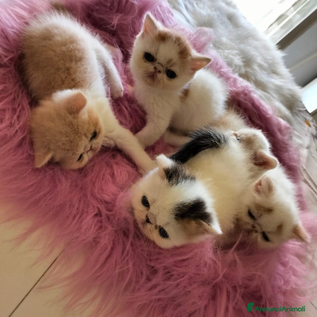 Exotic Shorthair gatti in vendita: Exotic Shorthair allevamento Exodora Sikelia  a Città metropolitana di Catania - Immagine 19