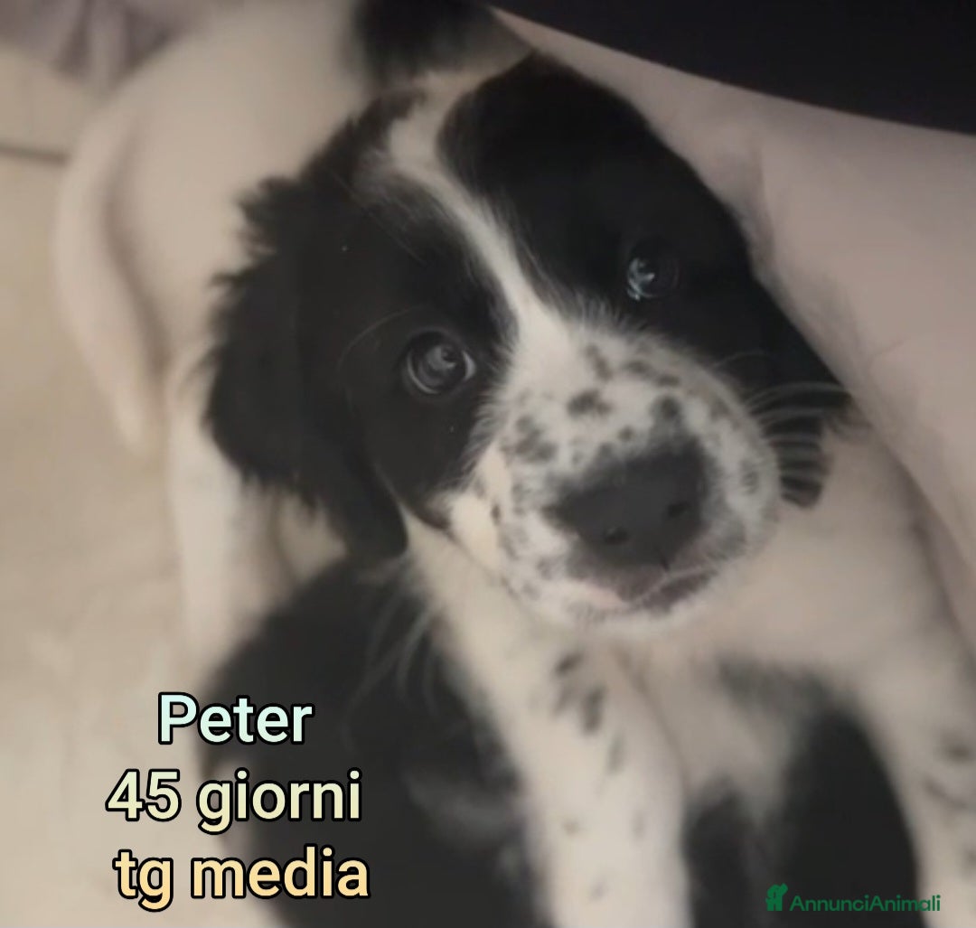 Meticcio cani CUCCIOLI BISOGNOSI: URGENTI ADOZIONI  - Annuncio 5