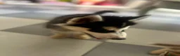 Husky cani in vendita: Husky - Annuncio 6