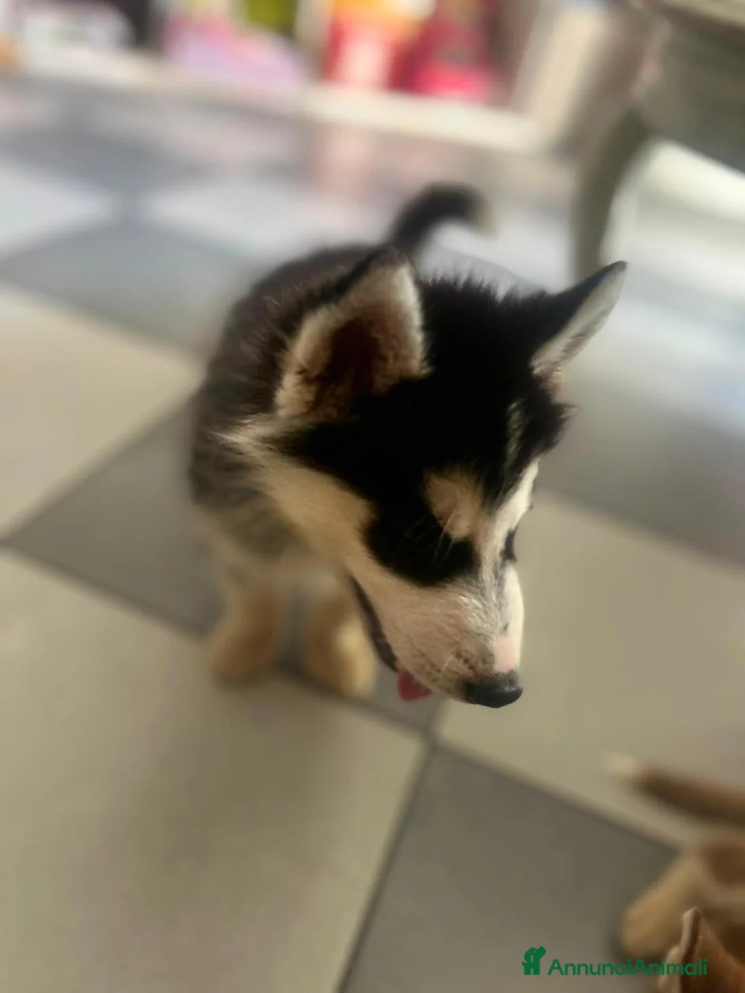 Husky cani in vendita: Husky - Annuncio 6