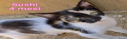 Europeo gatti in regalo: GATTINI ABBANDONATI: URGENTE  a Città Metropolitana di Torino - Annuncio 1