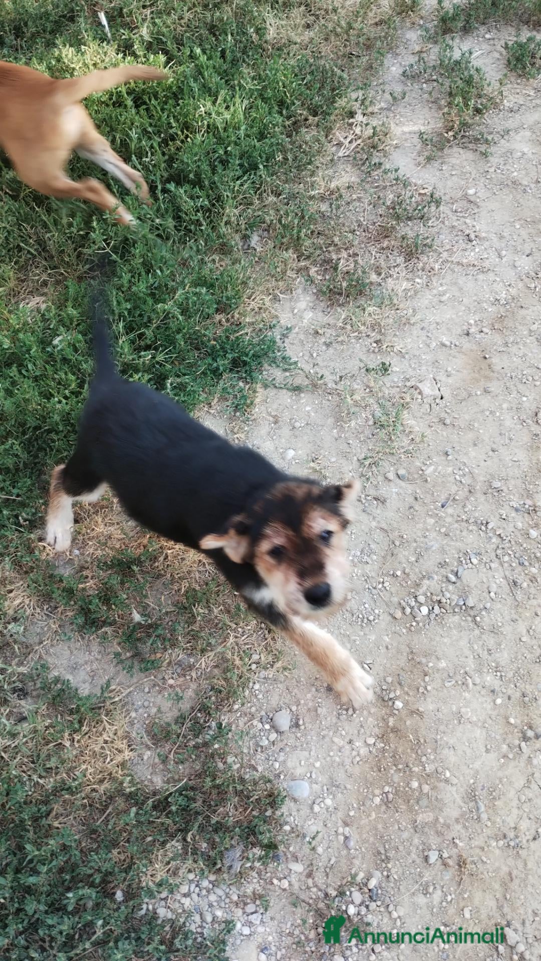 Meticcio cani Cuccioli in adozione – Goito (MN) - Annuncio 1