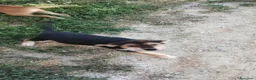 Meticcio cani in vendita: Cuccioli in adozione – Goito (MN) - Annuncio 1