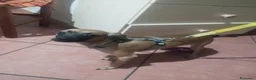 Meticcio cani in vendita: Similpinscher Jerry a Provincia di Prato - Annuncio 5