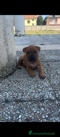 American Staffordshire cani American Staffordshire Terrier - Annuncio 2