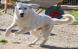 Meticcio cani in regalo: TENERISSIMA NUVOLA BIANCA a Provincia di Piacenza - Annuncio 7