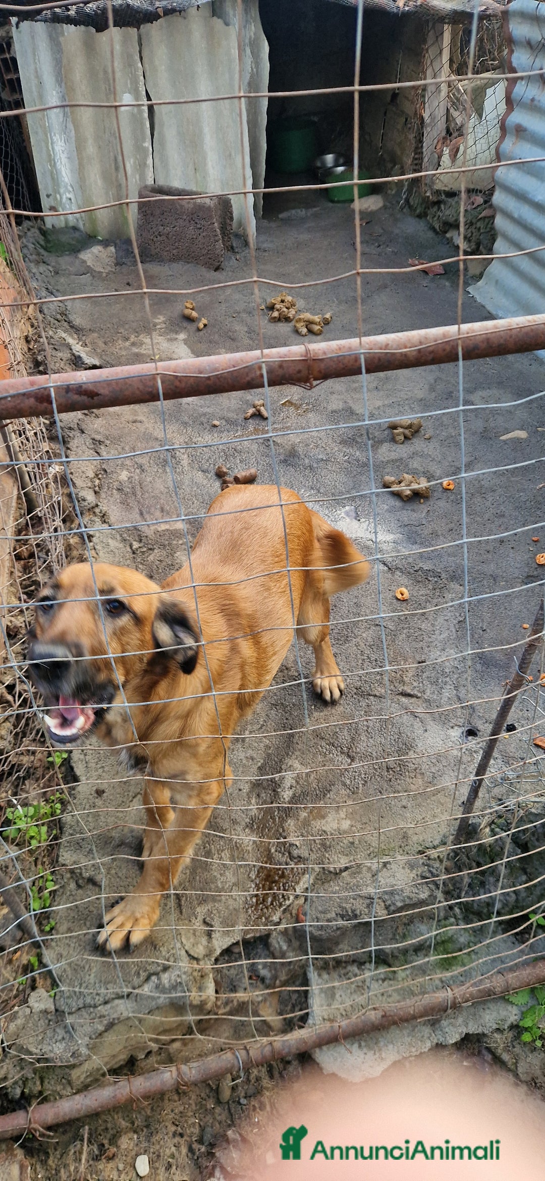 Pastore Tedesco cani in regalo: Cane pastore tedesco incrocio cocher - Annuncio 3