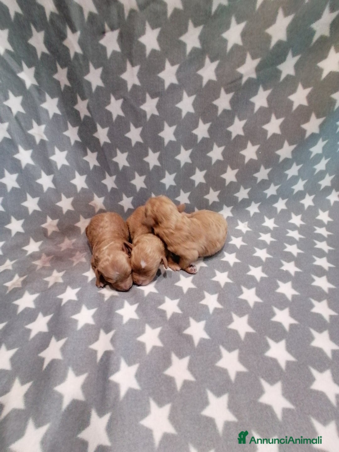 Barboncino Toy cani in vendita: Barboncini Toy cuccioli - Annuncio 7