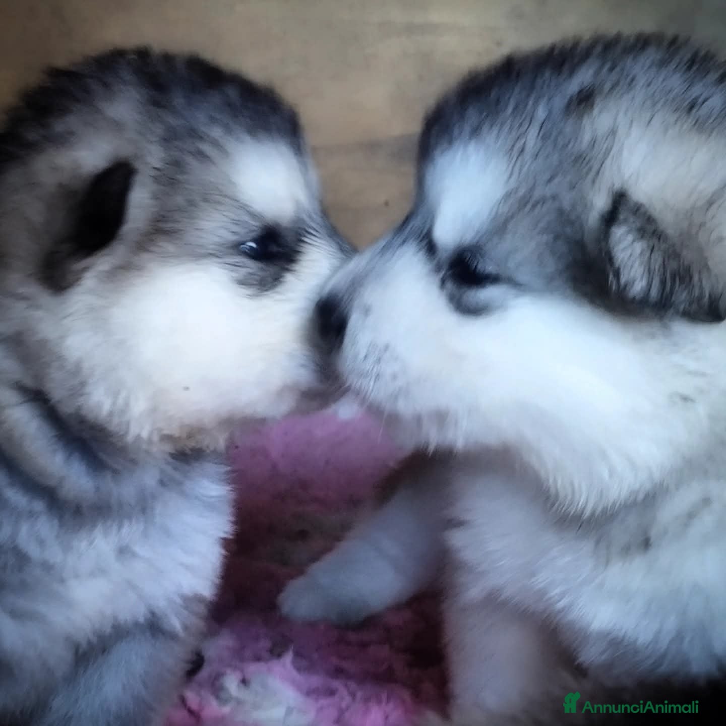 Alaskan Malamute cani Alaskan Malamute – Cuccioli con Pedigree ENCI/FCI  - Annuncio 1