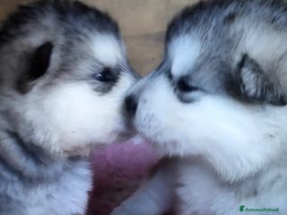 Alaskan Malamute cani Alaskan Malamute – Cuccioli con Pedigree ENCI/FCI - Annuncio 1