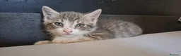 Europeo gatti in regalo: Palino - Annuncio 4