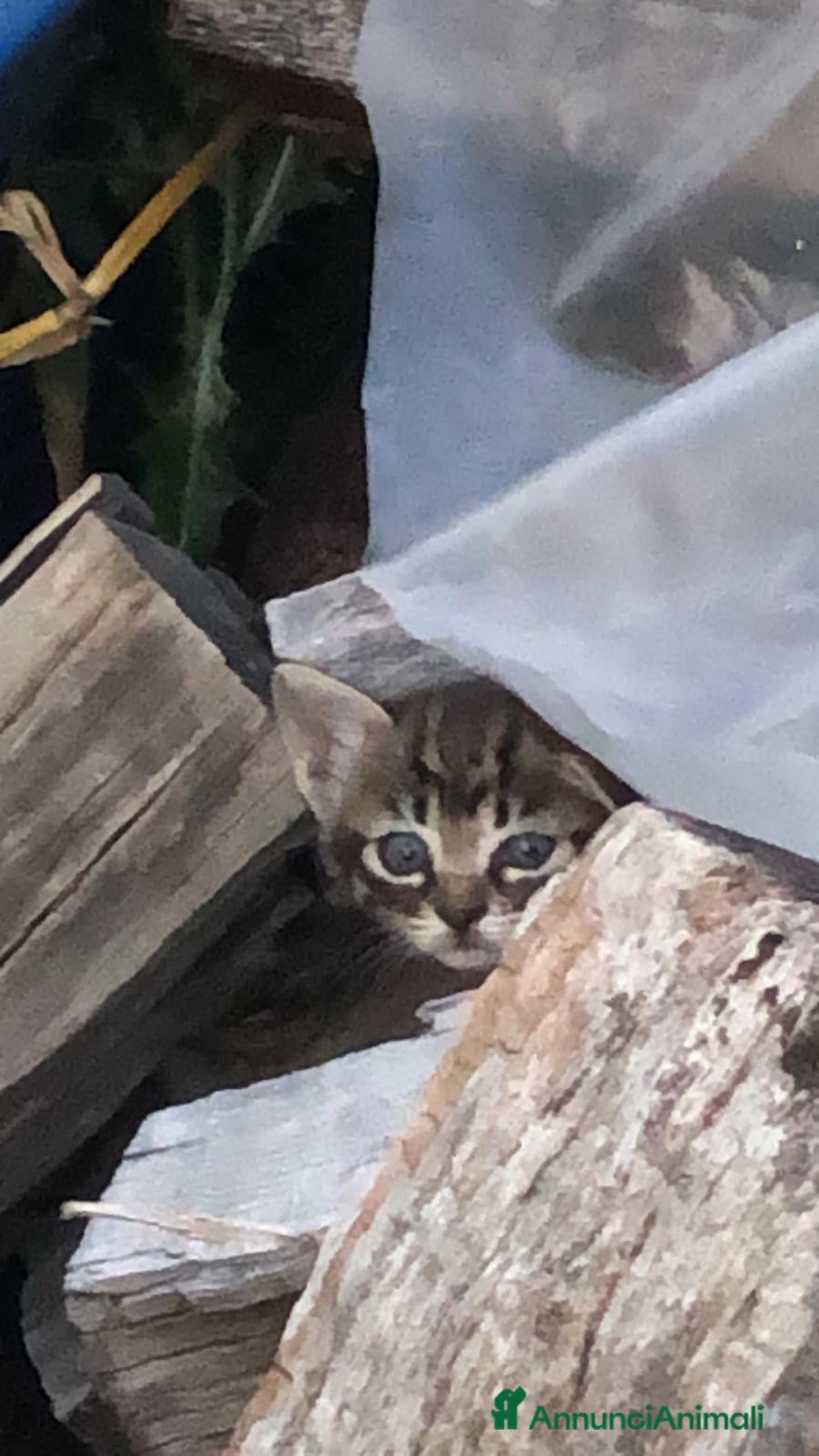Europeo gatti Regalo gattini carinissimi - Annuncio 8