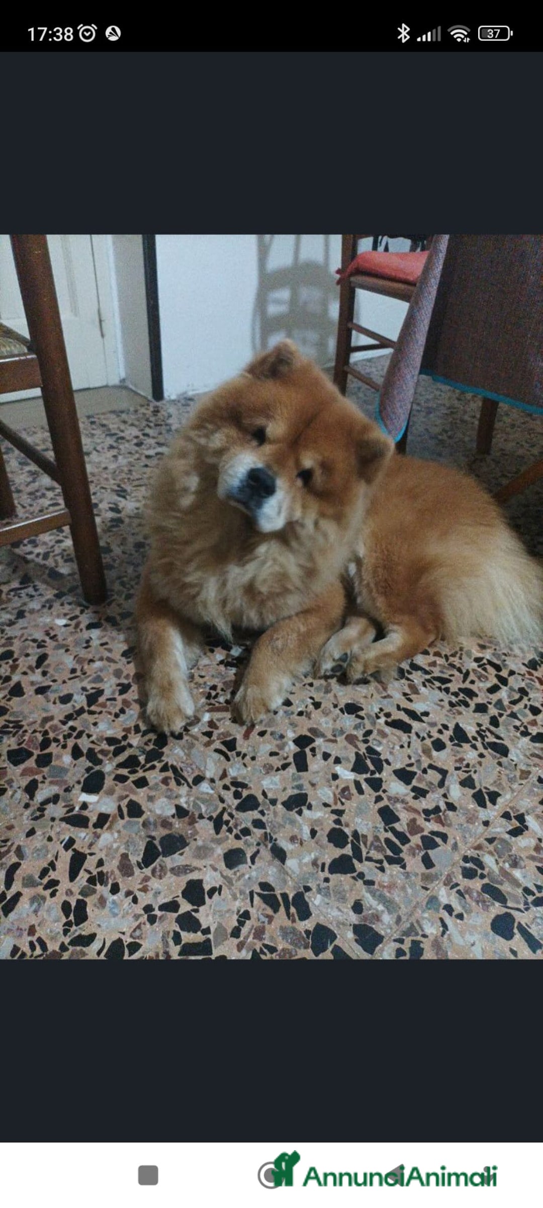 Chow Chow cani per accoppiamento: Cercasi Chow Chow femmina per monta - Annuncio 2