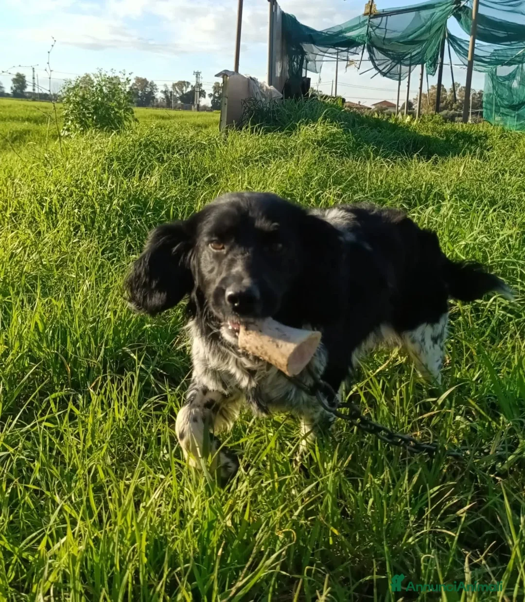 Springer Spaniel Inglese cani in regalo: ALEX mix breton - springer spaniel cerca casa  - Annuncio 4