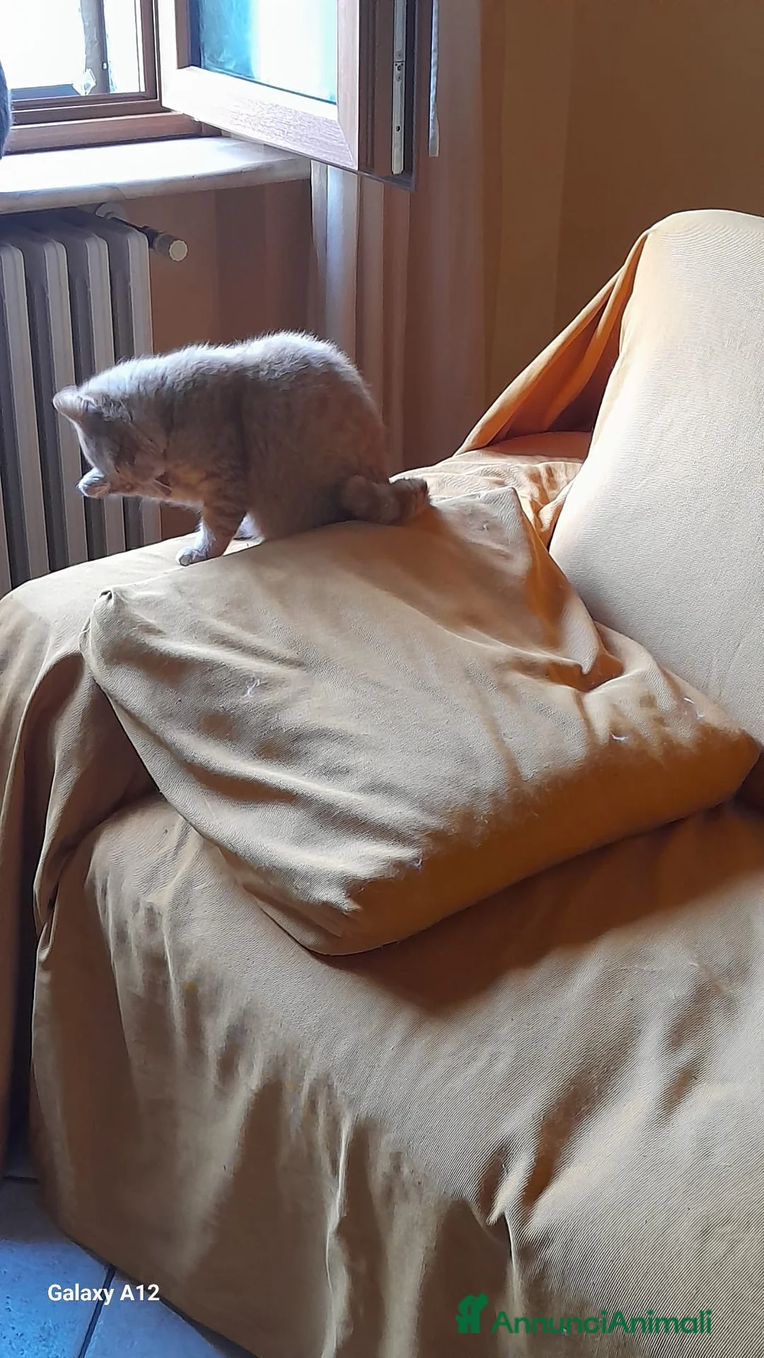 Meticcio gatti in regalo: GATTO TIMIDO  - Annuncio 2