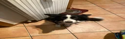 Border Collie cani per accoppiamento: Cerco cane maschio per cucciolata  a Provincia di Varese - Annuncio 1
