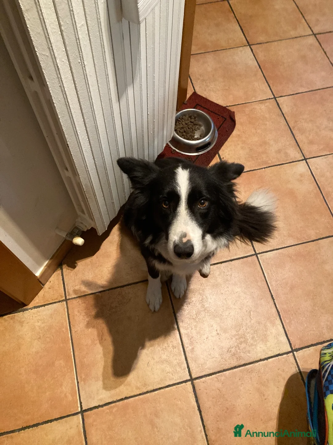 Border Collie cani per accoppiamento: Cerco cane maschio per cucciolata  a Provincia di Varese - Annuncio 1