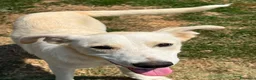 Meticcio cani in regalo: Pluto il coccolone - Annuncio 9