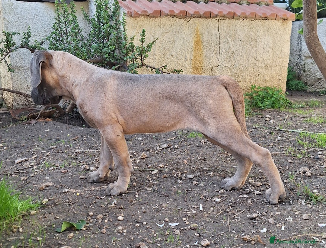 Cane Corso cani in vendita: Cucciole Cane Corso Pedigree - Annuncio 3
