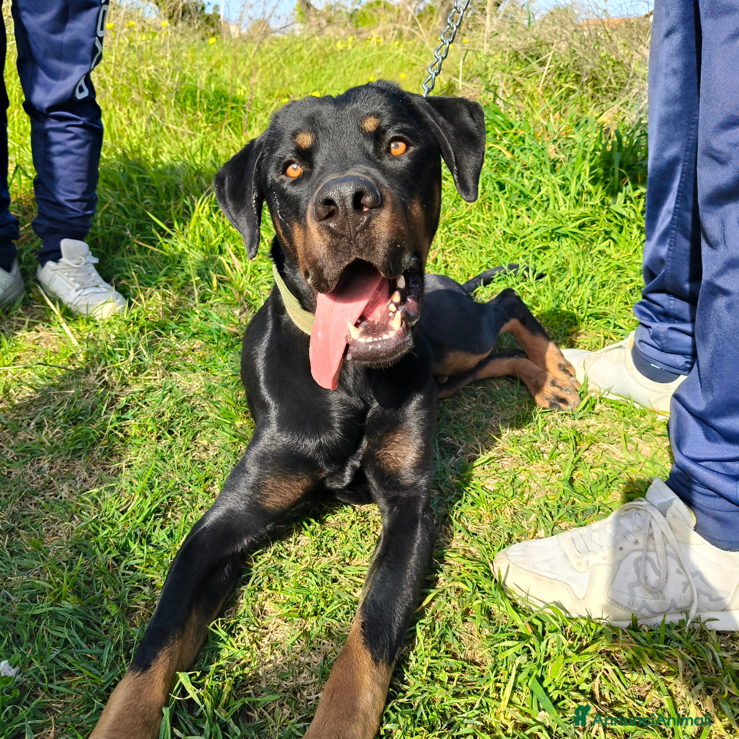 Meticcio cani NICO CERCA CASA  a Città metropolitana di Milano - Annuncio 1