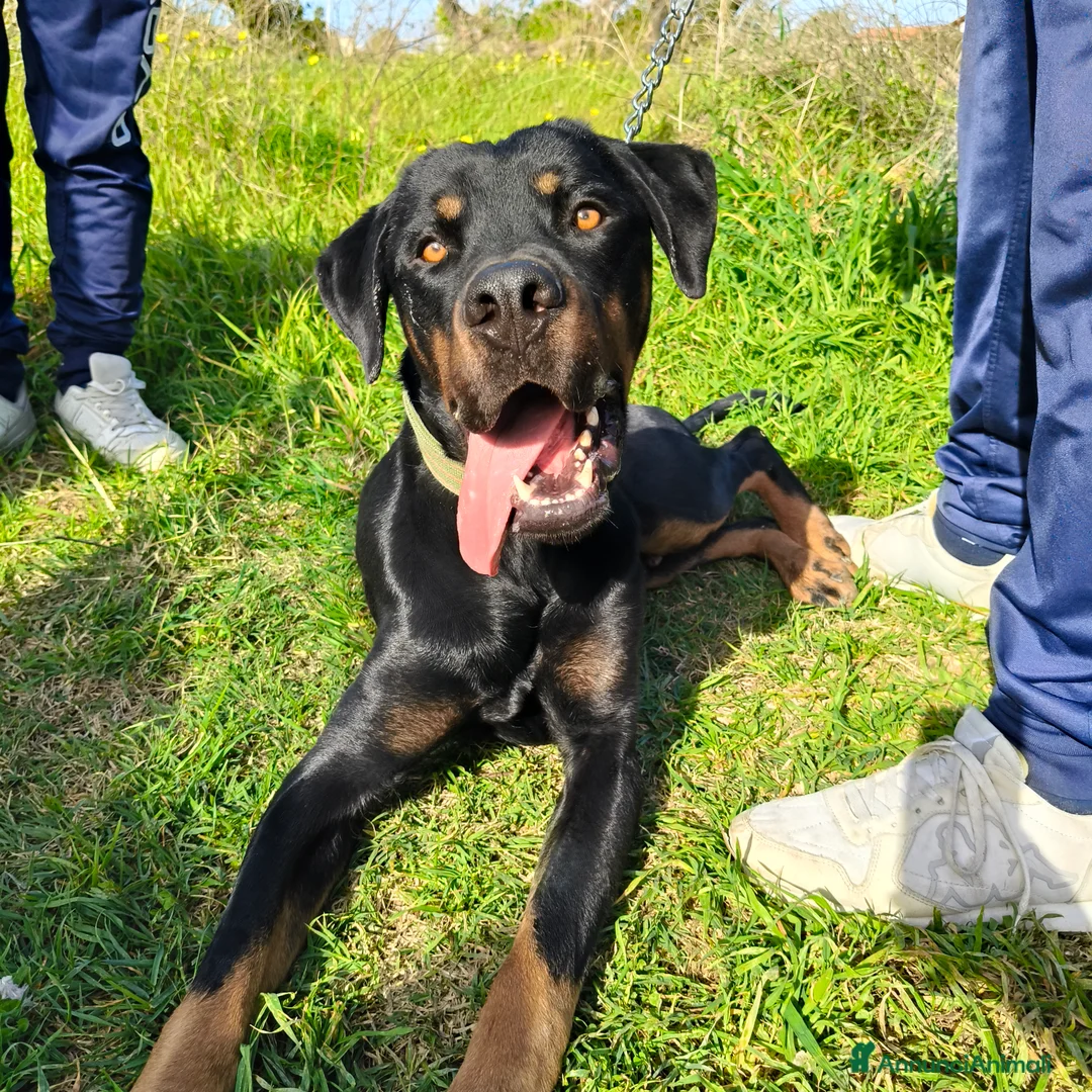 Meticcio cani in regalo: NICO CERCA CASA  a Città metropolitana di Milano - Annuncio 1