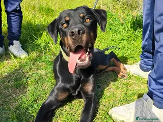 Meticcio cani NICO CERCA CASA a Città metropolitana di Milano - Annuncio 1