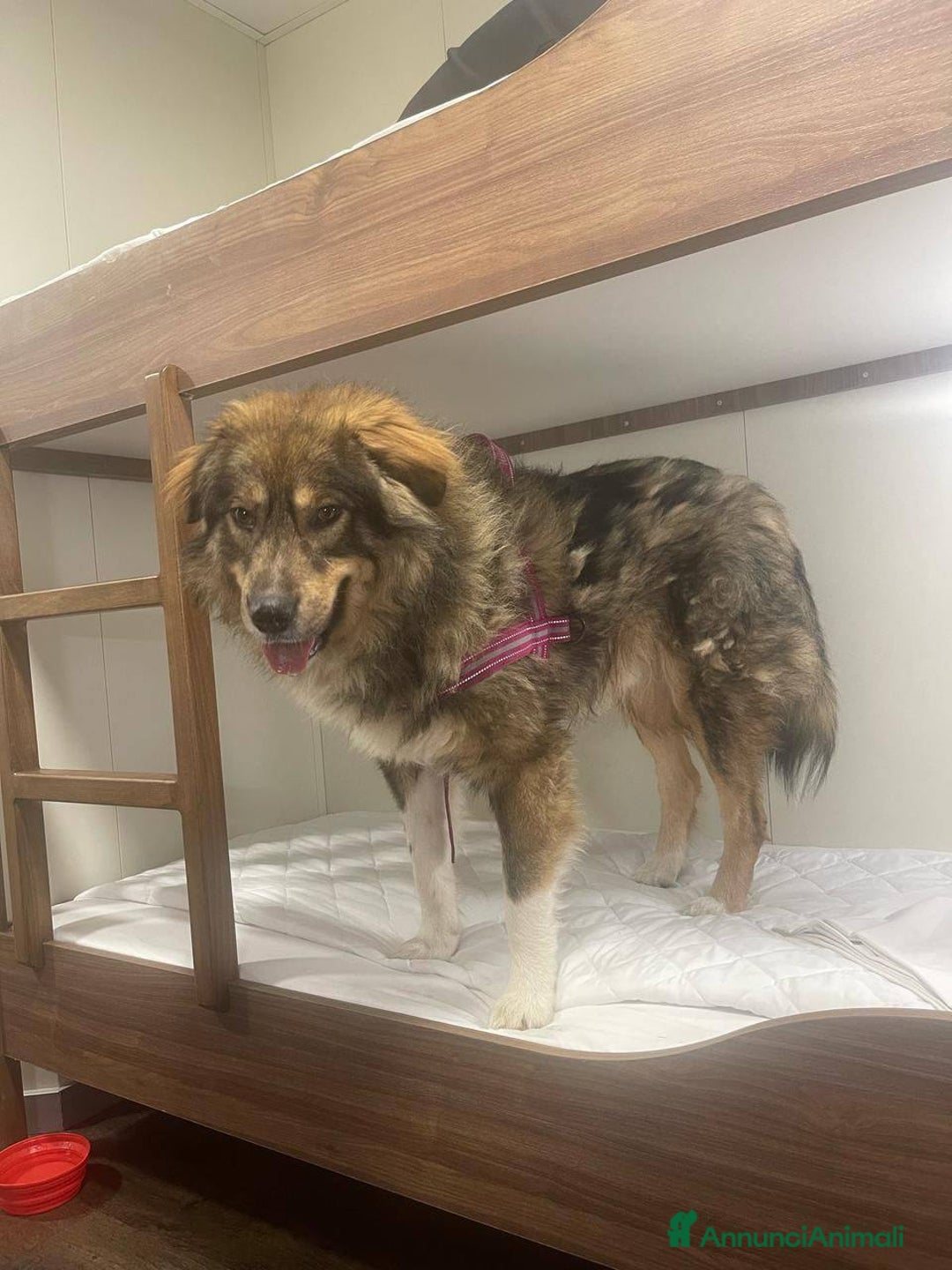 Pastore dei Carpazi cani in regalo: Max, un gigante buono dal cuore d oro - Annuncio 5