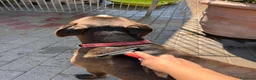 Meticcio cani in regalo: NIGEL CERCA CASA - Annuncio 3