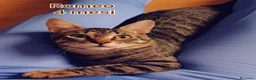 Altre razze gatti in regalo: GATTINI IN CERCA D'AMORE  a Città Metropolitana di Bologna - Annuncio 6