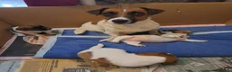 Jack Russell cani in vendita: Jack russell  - Annuncio 1