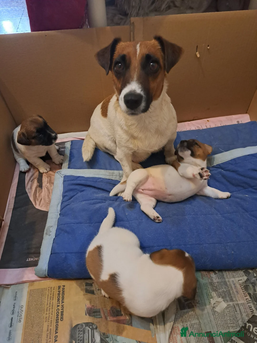 Jack Russell cani in vendita: Jack russell  - Annuncio 1