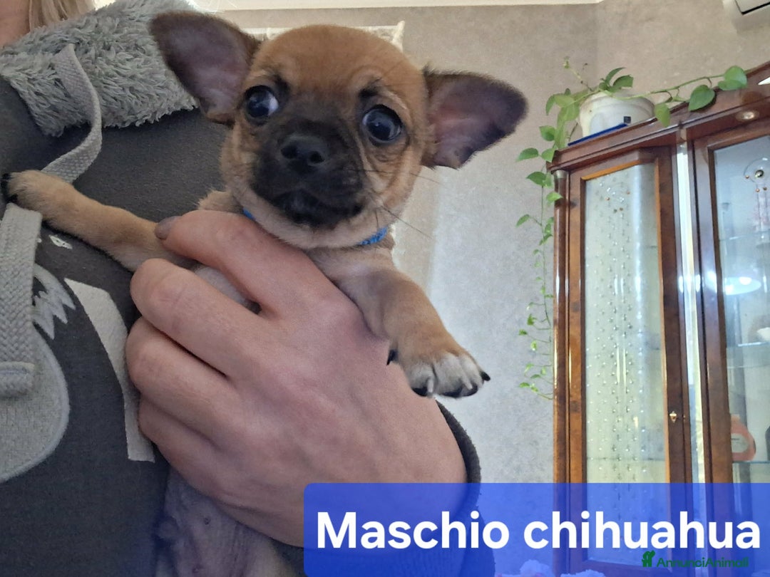Chihuahua cani in vendita: Cuccioli di chihuahua  - Annuncio 3