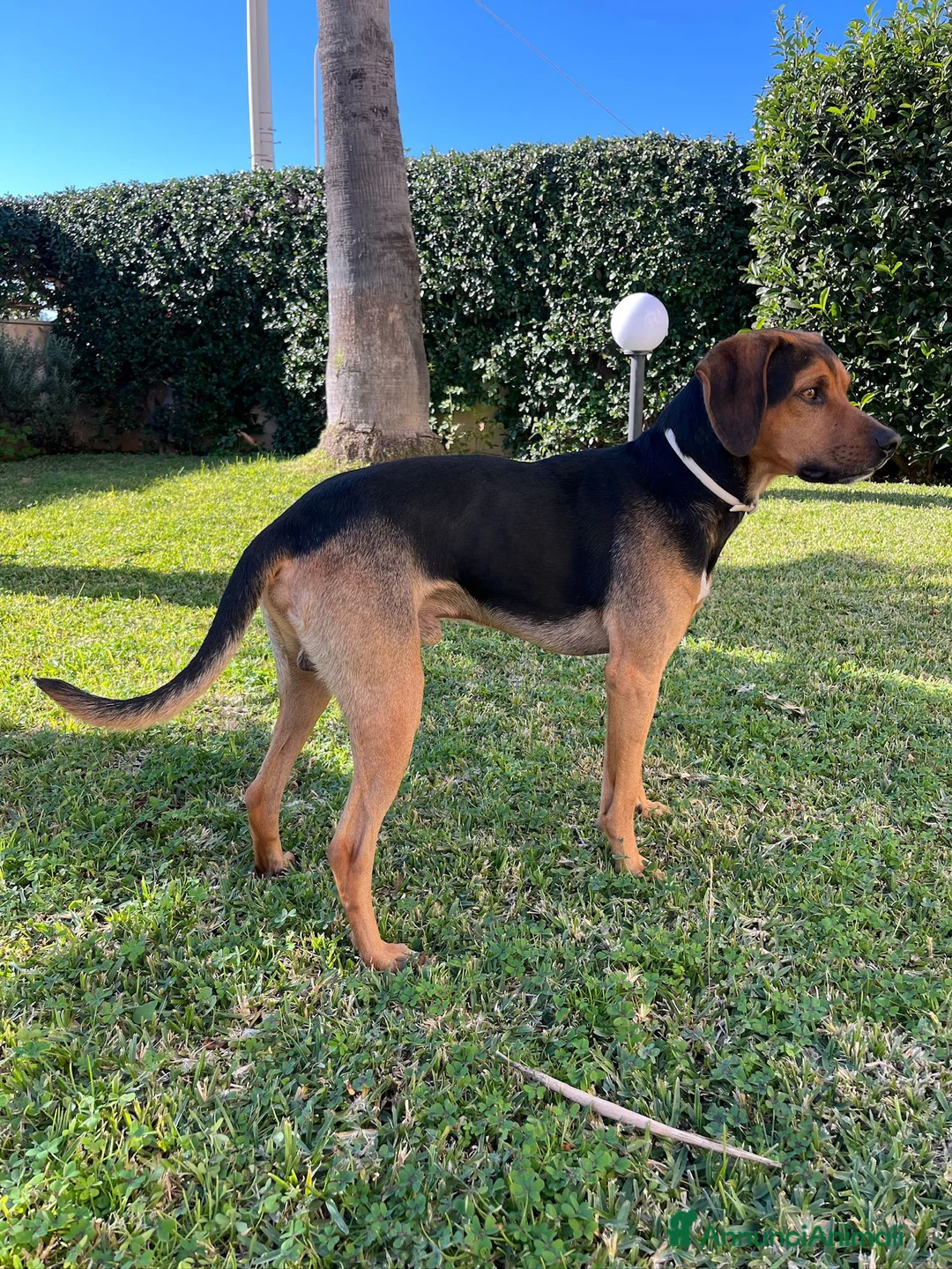 Meticcio cani in regalo: Annuncio Adozione Cane Dolcissimo - Annuncio 1