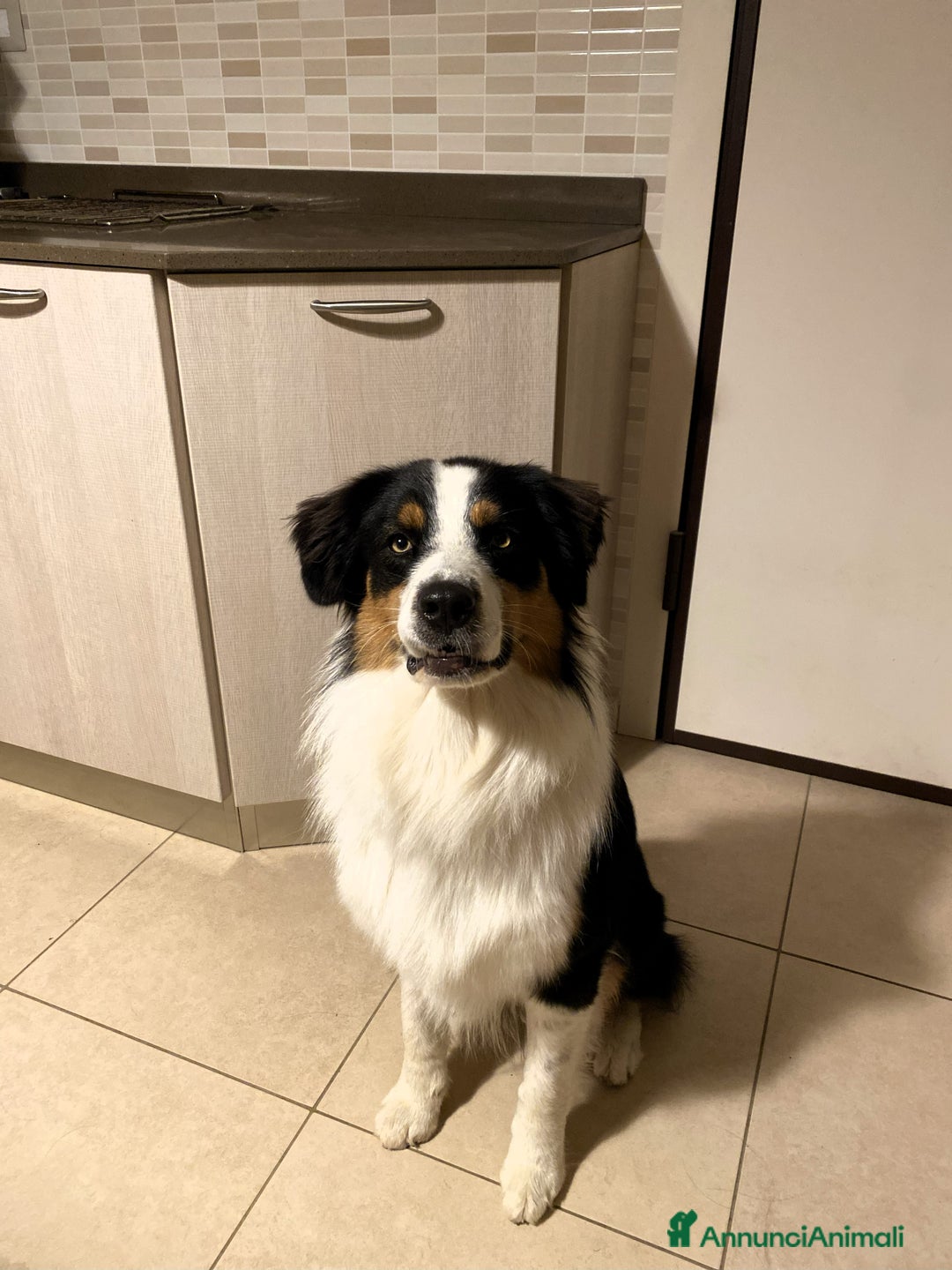 Australian Shepherd cani per accoppiamento: Pastore Australiano black tricolor per monte - Annuncio 2