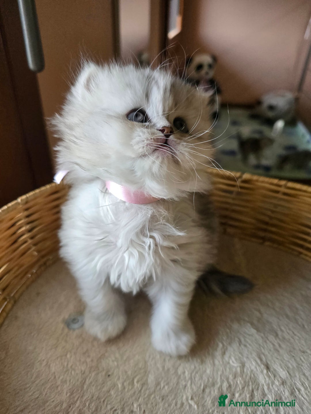 Scottish gatti in vendita: Gattini Scottish fold e straight silver shaded - Annuncio 20