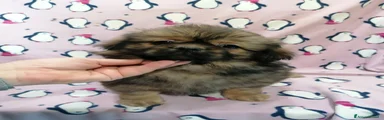 Tibetan Spaniel Cucciolo 2