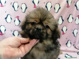 Tibetan Spaniel cani Tibetan Spaniel cuccioli - Annuncio 6