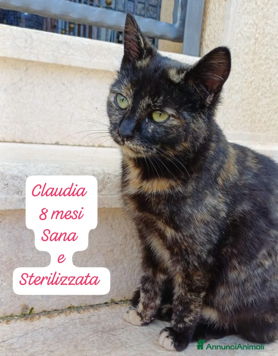 Altre razze gatti in regalo: Famiglie cercasi urgentemente x questi gattini  a Provincia di Monza e della Brianza - Annuncio 10