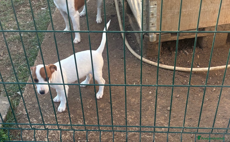 Jack Russell cani a Città metropolitana di Roma Capitale - Annuncio 2