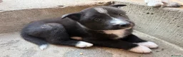 Cane da Orso della Carelia cani in vendita: Karelian Bear Dog  a Provincia del Verbano-Cusio-Ossola - Annuncio 6