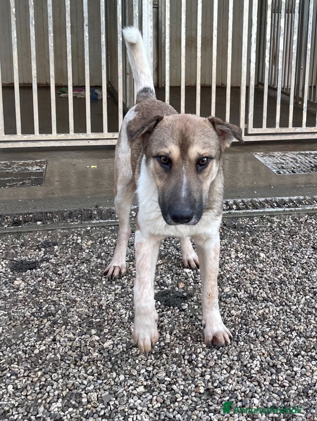 Meticcio cani in regalo: Adotta Arturo - Annuncio 3