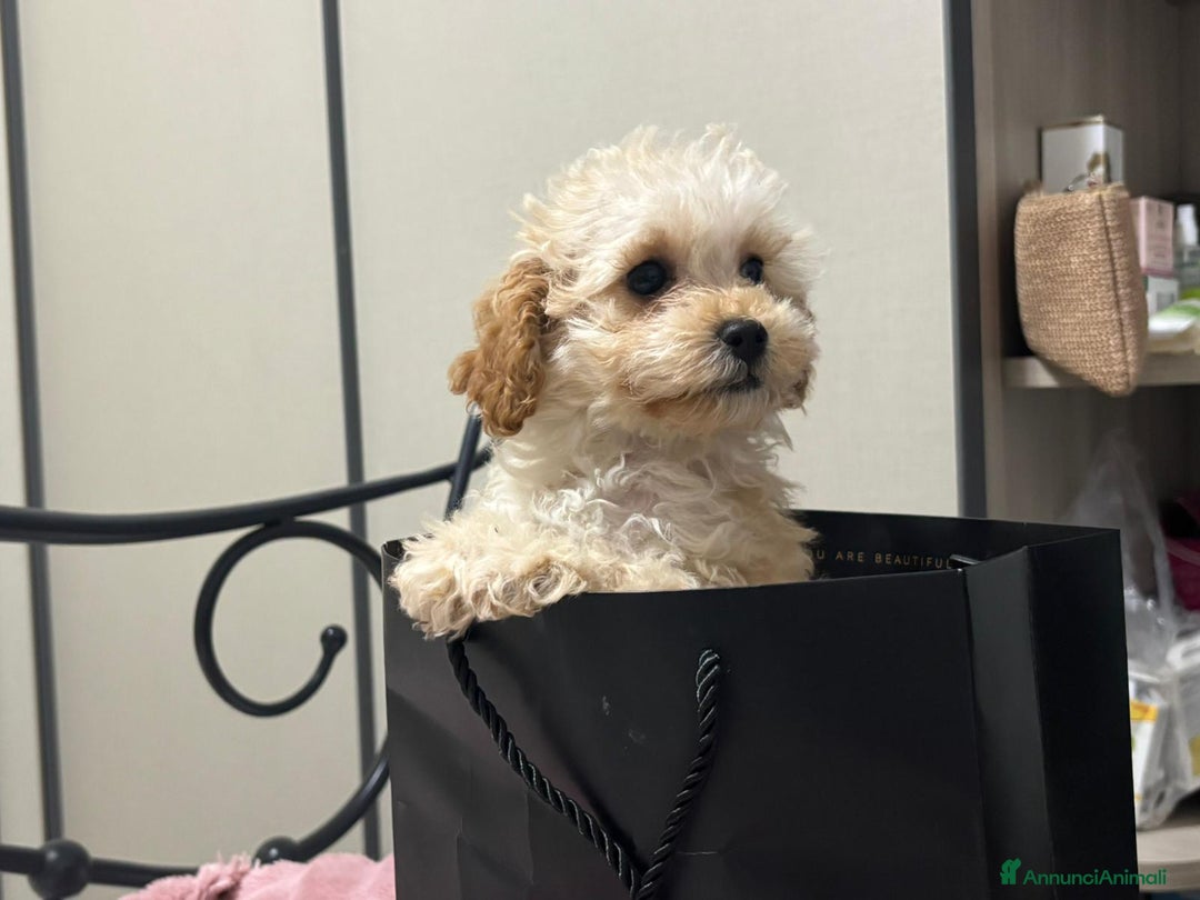 Barboncino Toy cani in vendita: Barboncina toy - Annuncio 8
