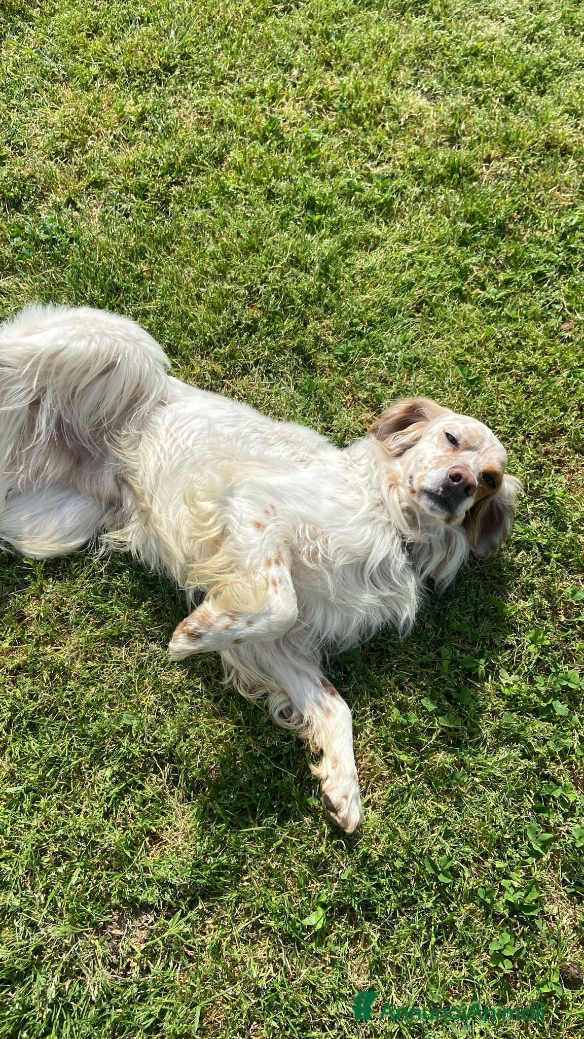 Setter Inglese cani Splendido Setter di 5anni cerca una nuova famiglia - Annuncio 2