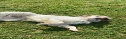Setter Inglese cani in regalo: Splendido Setter di 5anni cerca una nuova famiglia a Provincia di Bergamo - Annuncio 1