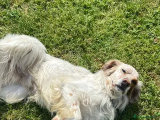 Setter Inglese cani Splendido Setter di 5anni cerca una nuova famiglia - Annuncio 2