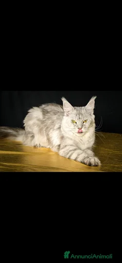 Immagine della galleria {{count}}